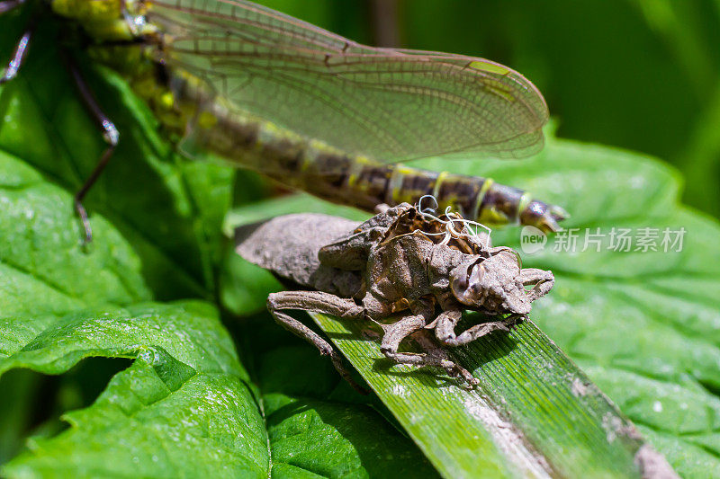 灰壳蜻蜓幼虫。Gomphus vulgatissimus的若虫脱毛。从蜕皮中伸出的白色细丝是气管的衬里。蜕皮，在草的叶片上干燥的外壳